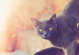 chat gris korat