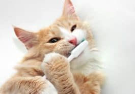 chat brosse à dents