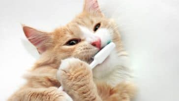 chat brosse à dents