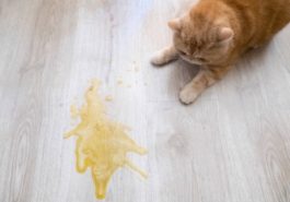 chat pipi urine