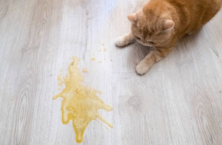 chat pipi urine