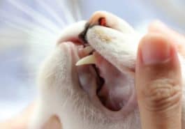 chat gencives