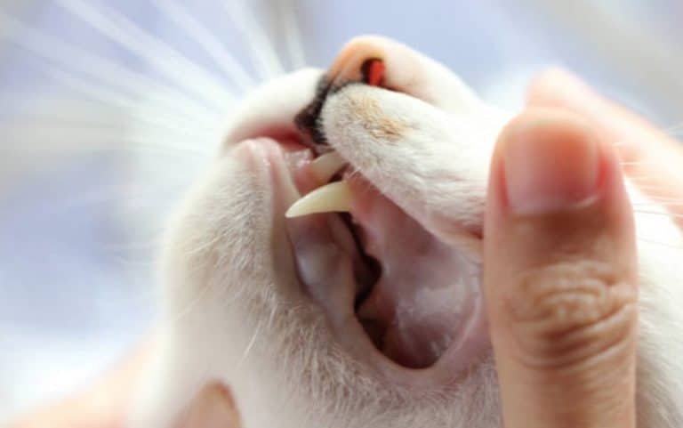 chat gencives
