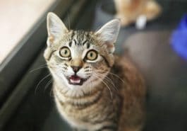 chat miaule