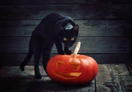 chat noir citrouille halloween