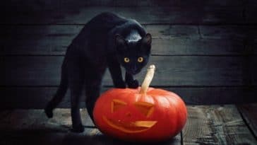 chat noir citrouille halloween