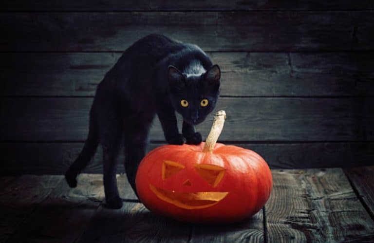 chat noir citrouille halloween