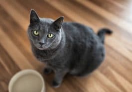 chat gamelle