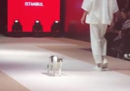 chat défilé de mode