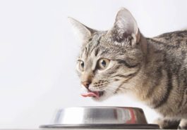chat mange boit gamelle