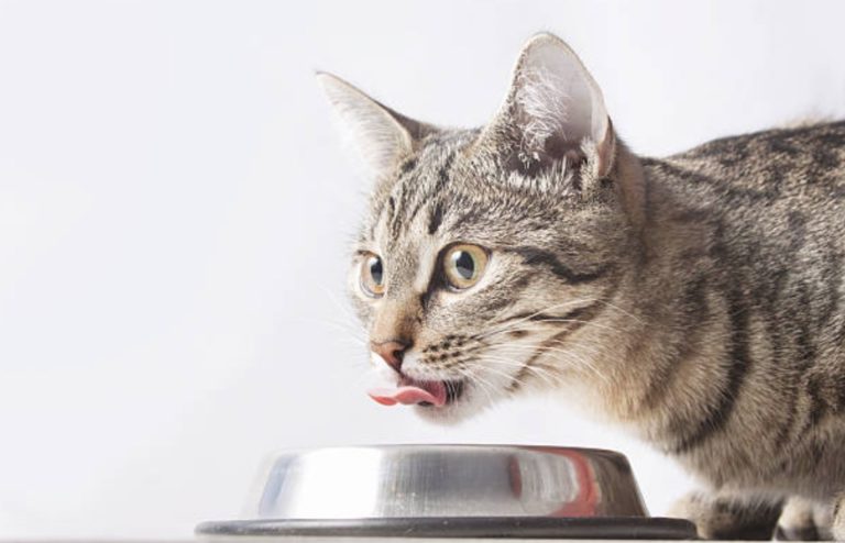chat mange boit gamelle