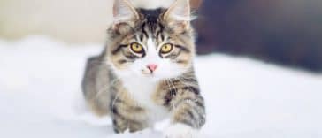 chat neige hiver