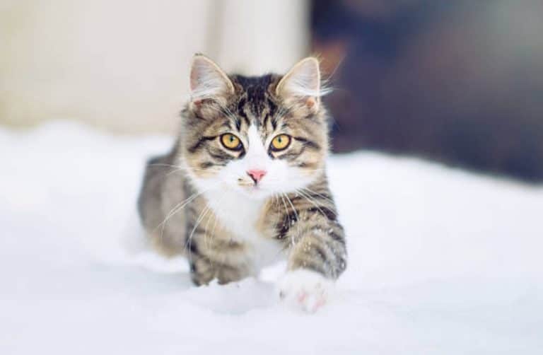 chat neige hiver
