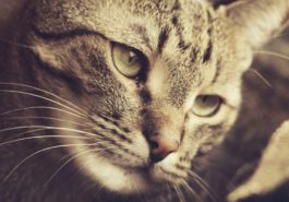 chat portrait