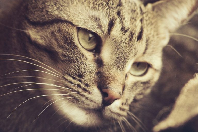 chat portrait