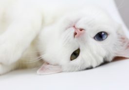 chat blanc couché yeux vairons