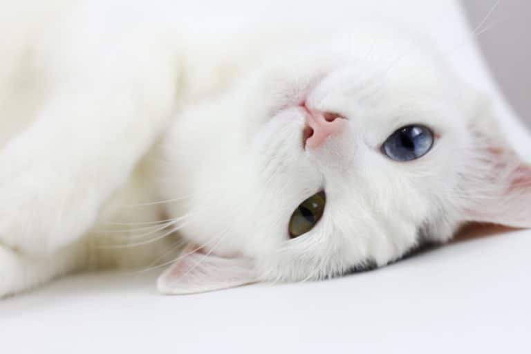chat blanc couché yeux vairons