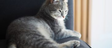 chat gris couché