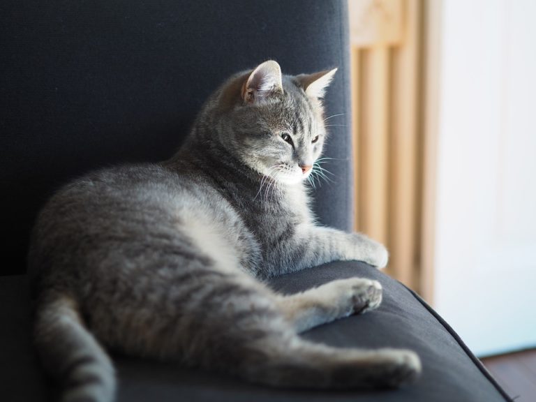chat gris couché