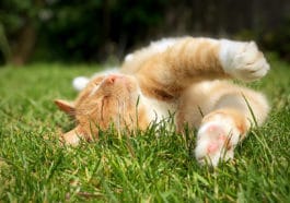 chat jardin