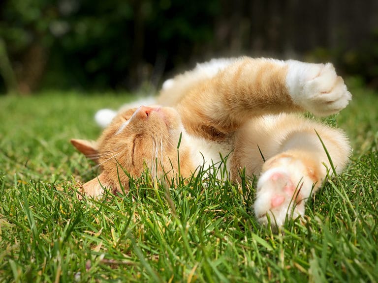 chat jardin