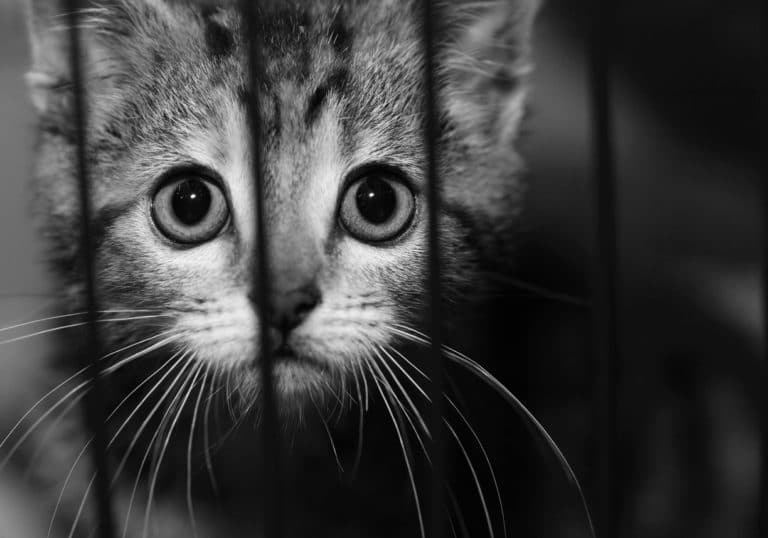 chat refuge