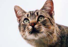 chat portrait