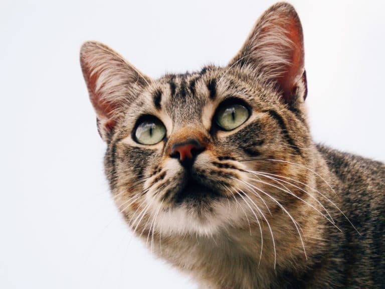chat portrait