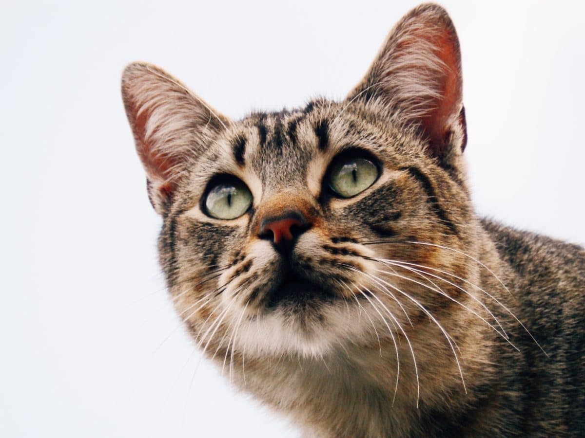 chat portrait