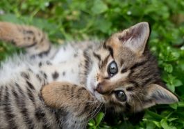 chaton tigré couché herbe