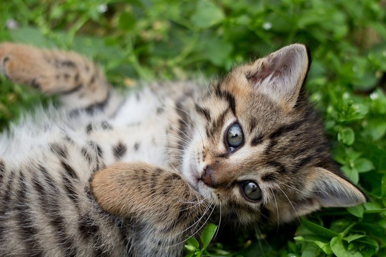 chaton tigré couché herbe