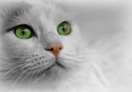 chat blanc portrait yeux verts