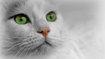 chat blanc portrait yeux verts