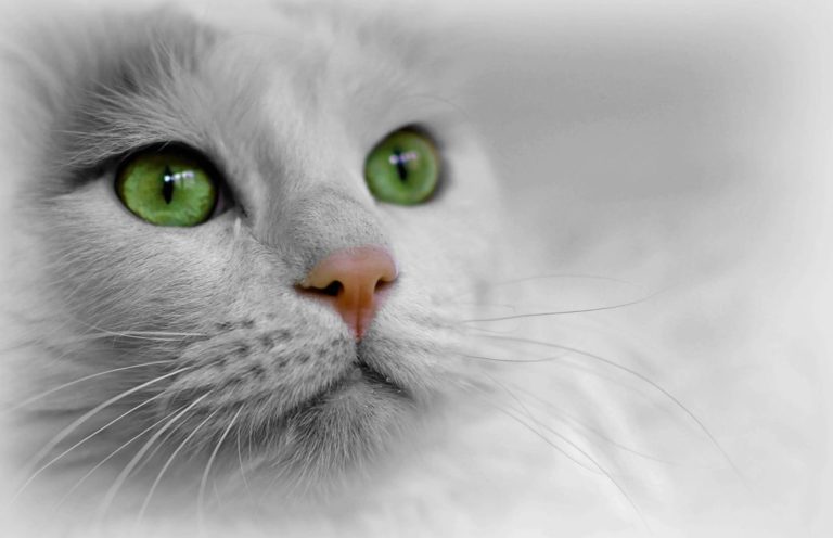 chat blanc portrait yeux verts