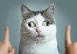 chat louche