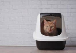 chat litière