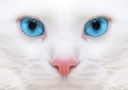 chat blanc yeux bleus portrait