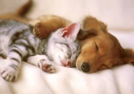 chaton chiot