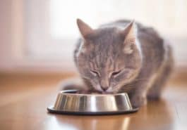 chat mange gamelle