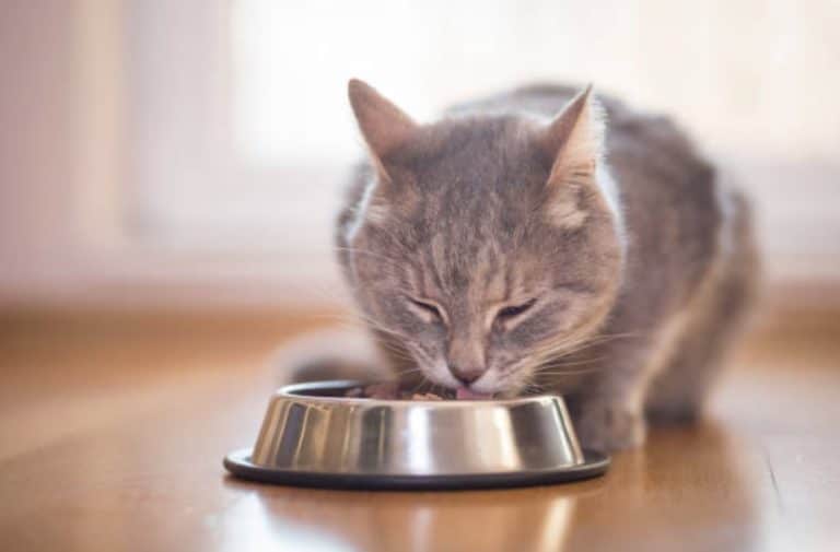 chat mange gamelle