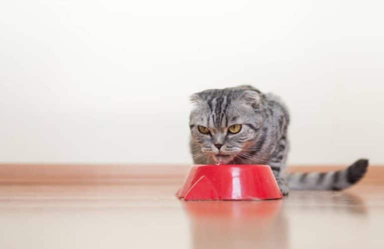 chat boit gamelle