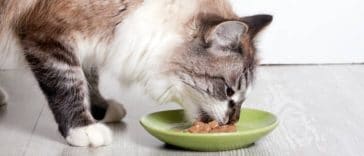 chat mange