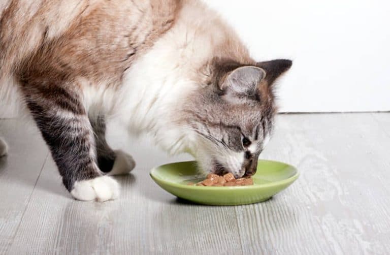 chat mange