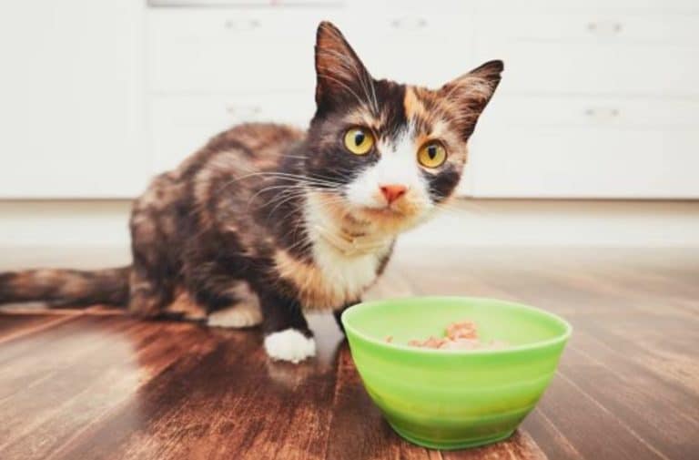 chat mange gamelle