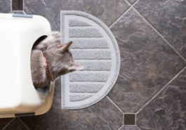 litière chat