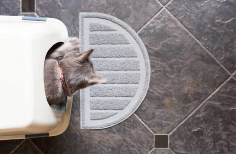 litière chat