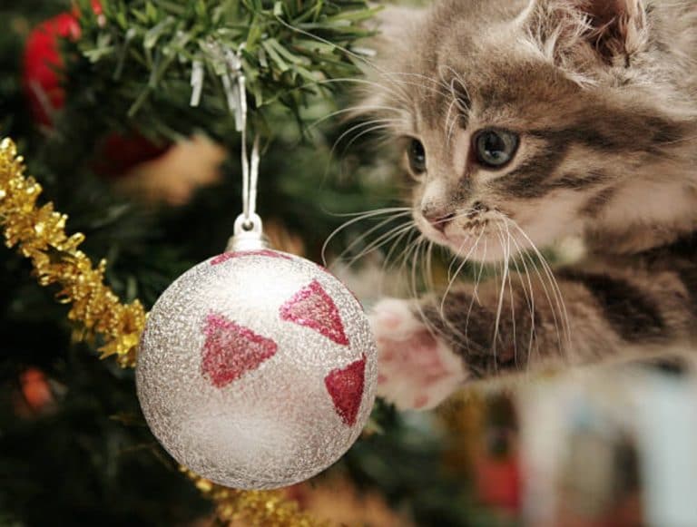 chaton sapin noël