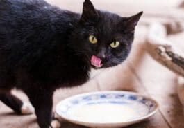 chat boit mange gamelle