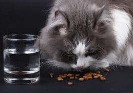 chat mange croquettes