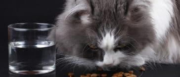 chat mange croquettes